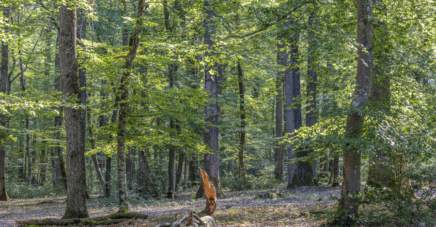 forêt de Loches