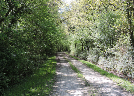 forêt de Grillemont