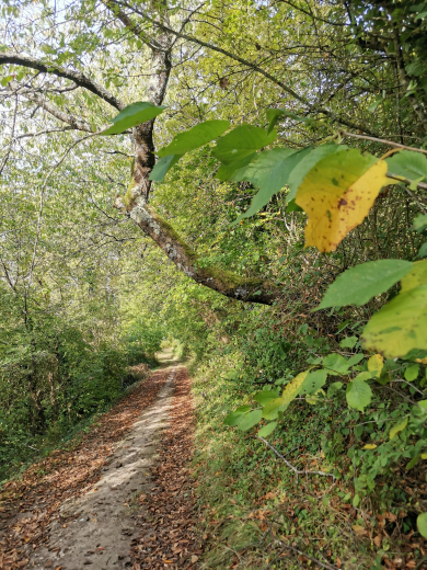 forêt de Loches