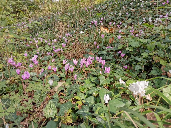 cyclamens en sous-bois