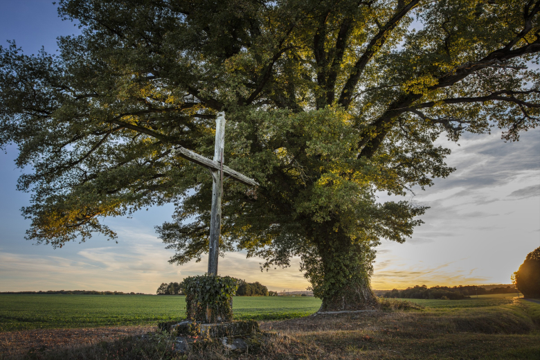campagne et chêne centenaire
