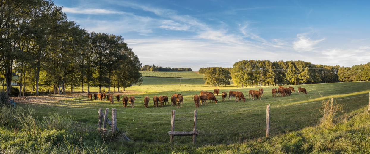 vaches dans les prés