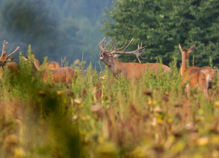 Brame cerfs forêt