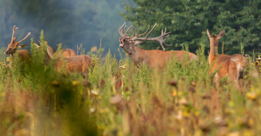 Brame cerfs forêt