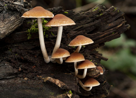 champignons