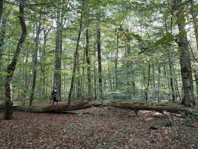 balade en famille en foret de Loches