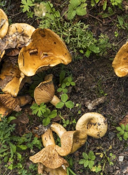 champignons
