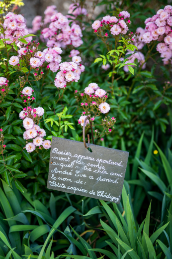 roses de Chédigny
