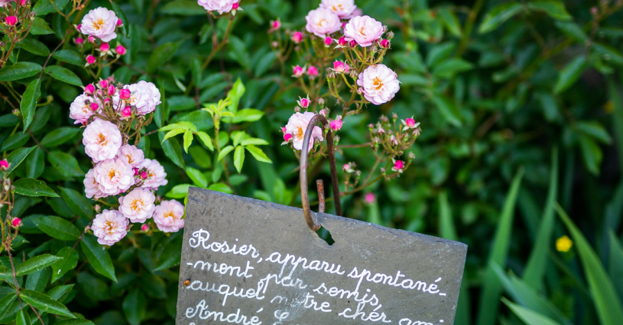 roses de Chédigny