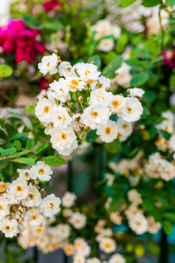 roses de Chédigny