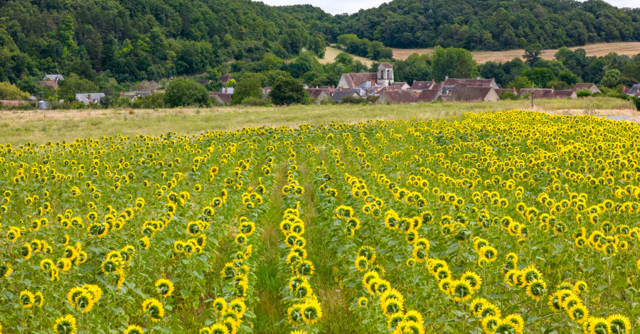 Chaumussay tournesol