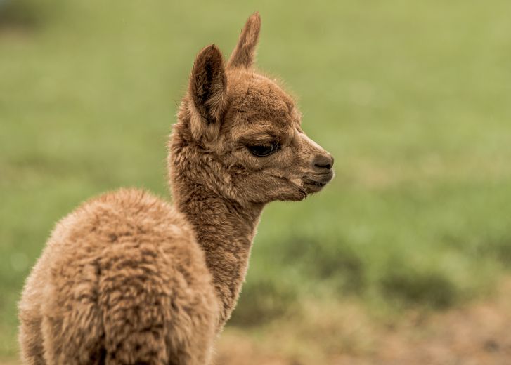 bébé lama