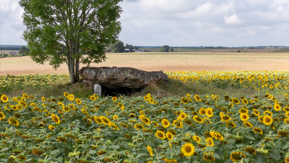 dolmen et tournesols au Liège