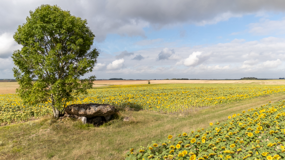 dOLMEN ET CHAMPS DE TOURNESOLS AU LILÈGE