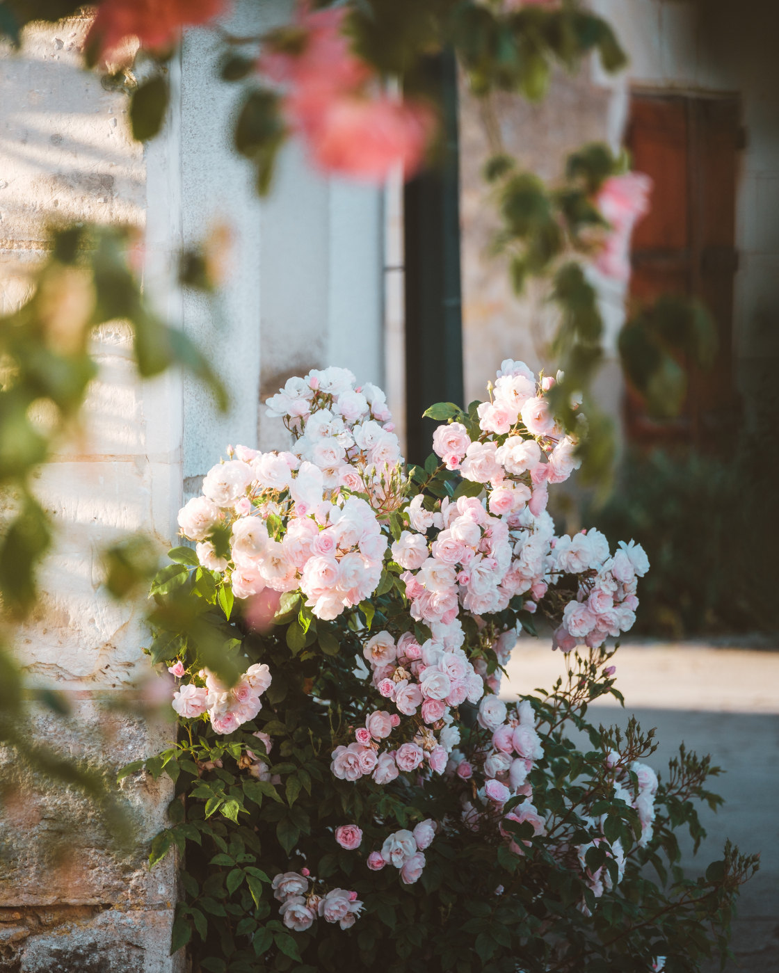 rue fleurie, roses de Chédigny