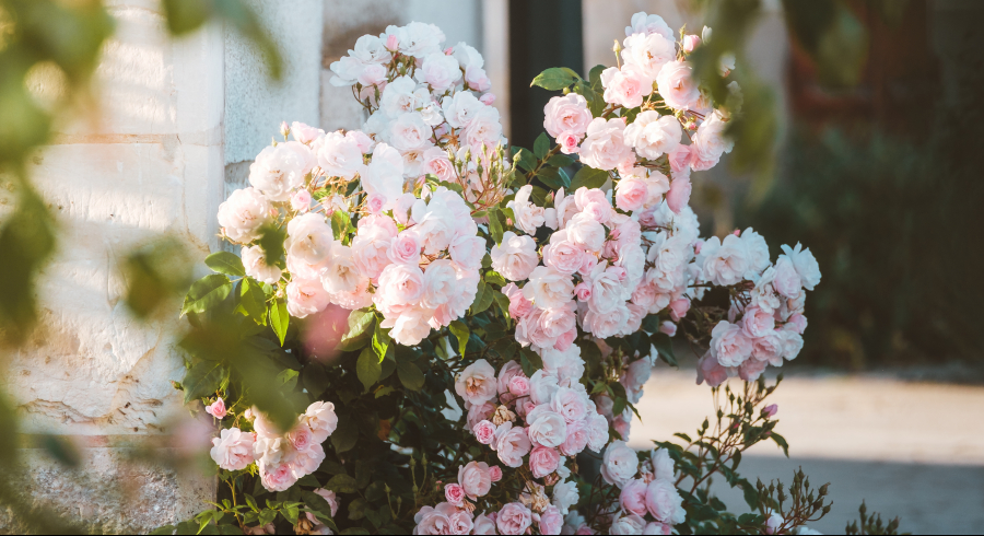 rue fleurie, roses de Chédigny