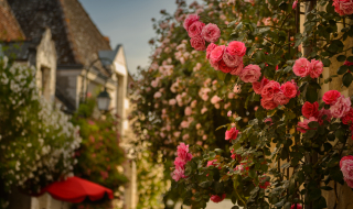 Roses de Chédigny