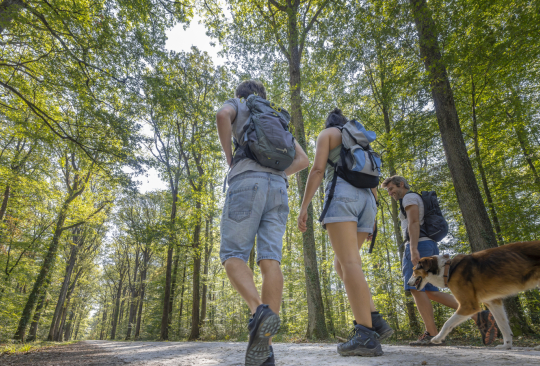 randonnée en forêt de Loches
