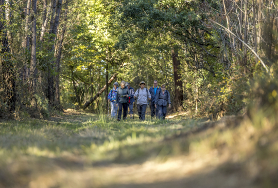 randonnée en forêt