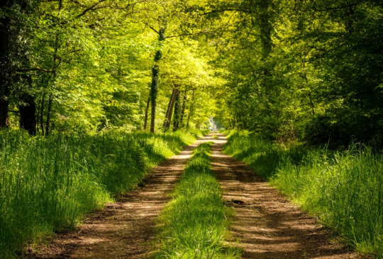 chemin forestier